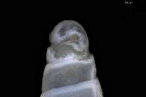  ( - ZMBN_148960)  @11 [ ] Creative Commons BY NC SA (2025) University of Bergen Natural History Collections