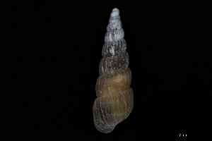  (Pyrgiscus - ZMBN_148961)  @11 [ ] Creative Commons BY NC SA (2025) University of Bergen Natural History Collections