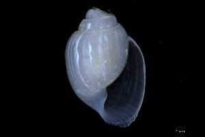  ( - 148963_01)  @11 [ ] Creative Commons BY NC SA (2025) University of Bergen Natural History Collections