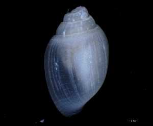  ( - 148963_01)  @11 [ ] Creative Commons BY NC SA (2025) University of Bergen Natural History Collections