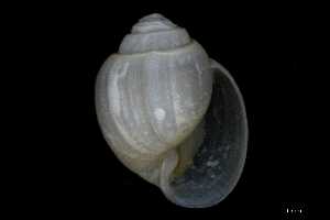  ( - 148963_02)  @11 [ ] Creative Commons BY NC SA (2025) University of Bergen Natural History Collections