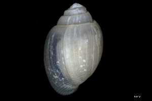  ( - 148963_02)  @11 [ ] Creative Commons BY NC SA (2025) University of Bergen Natural History Collections