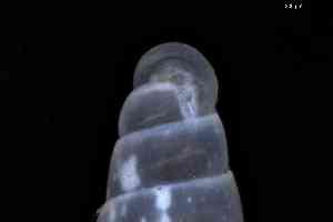  ( - ZMBN_148965)  @11 [ ] Creative Commons BY NC SA (2025) University of Bergen Natural History Collections