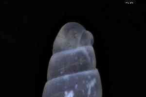  ( - ZMBN_148965)  @11 [ ] Creative Commons BY NC SA (2025) University of Bergen Natural History Collections