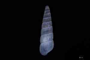  ( - ZMBN_148965)  @11 [ ] Creative Commons BY NC SA (2025) University of Bergen Natural History Collections