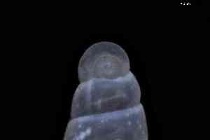  ( - ZMBN_148965)  @11 [ ] Creative Commons BY NC SA (2025) University of Bergen Natural History Collections