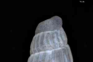  ( - ZMBN_148976)  @11 [ ] Creative Commons BY NC SA (2025) University of Bergen Natural History Collections