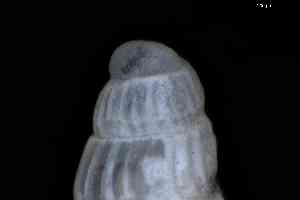  ( - ZMBN_148976)  @11 [ ] Creative Commons BY NC SA (2025) University of Bergen Natural History Collections