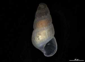  ( - 148982)  @11 [ ] Creative Commons BY NC SA (2025) University of Bergen Natural History Collections