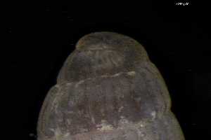  ( - 148982)  @11 [ ] Creative Commons BY NC SA (2025) University of Bergen Natural History Collections
