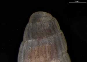  ( - 148982)  @11 [ ] Creative Commons BY NC SA (2025) University of Bergen Natural History Collections