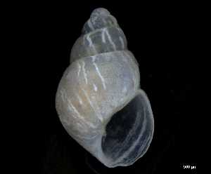  ( - 154145_01)  @11 [ ] Creative Commons BY NC SA (2025) University of Bergen Natural History Collections