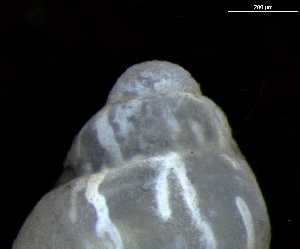  ( - 154145_01)  @11 [ ] Creative Commons BY NC SA (2025) University of Bergen Natural History Collections