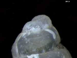  ( - 154145_01)  @11 [ ] Creative Commons BY NC SA (2025) University of Bergen Natural History Collections