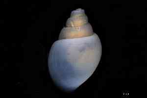  (Aartsenia - ZMBN_154147)  @11 [ ] Creative Commons BY NC SA (2025) University of Bergen Natural History Collections