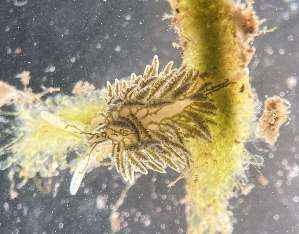  ( - 155161)  @11 [ ] Creative Commons BY NC SA (2025) University of Bergen Natural History Collections