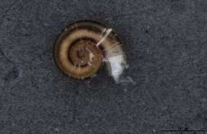  ( - 155162_01)  @11 [ ] Creative Commons BY NC SA (2024) University of Bergen Natural History Collections
