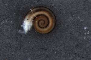  ( - 155162_01)  @11 [ ] Creative Commons BY NC SA (2024) University of Bergen Natural History Collections