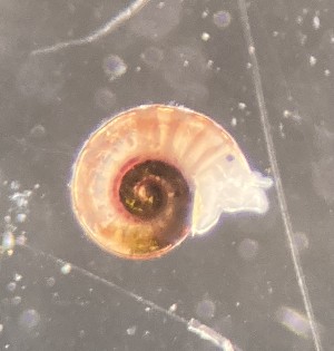  ( - 155162_01)  @11 [ ] Creative Commons BY NC SA (2024) University of Bergen Natural History Collections