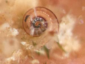  ( - 155162_01)  @11 [ ] Creative Commons BY NC SA (2024) University of Bergen Natural History Collections