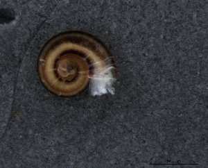  ( - 155162_02)  @11 [ ] Creative Commons BY NC SA (2024) University of Bergen Natural History Collections