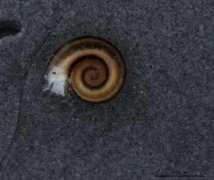  ( - 155162_02)  @11 [ ] Creative Commons BY NC SA (2024) University of Bergen Natural History Collections