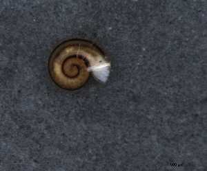  ( - 155162_03)  @11 [ ] Creative Commons BY NC SA (2024) University of Bergen Natural History Collections