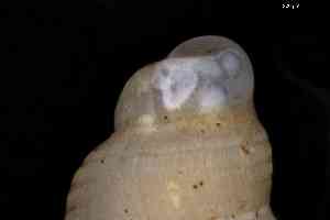  ( - ZMBN_157012)  @11 [ ] Creative Commons BY NC SA (2025) University of Bergen Natural History Collections