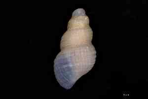  ( - ZMBN_157012)  @11 [ ] Creative Commons BY NC SA (2025) University of Bergen Natural History Collections