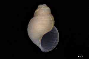  ( - ZMBN_157014_01)  @11 [ ] Creative Commons BY NC SA (2025) University of Bergen Natural History Collections