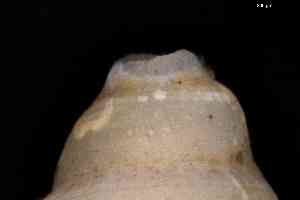  ( - ZMBN_157014_01)  @11 [ ] Creative Commons BY NC SA (2025) University of Bergen Natural History Collections