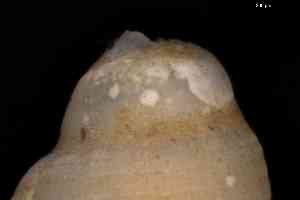  (Menestho - ZMBN_157014_01)  @11 [ ] Creative Commons BY NC SA (2025) University of Bergen Natural History Collections