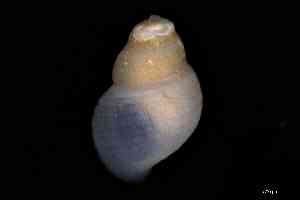  ( - ZMBN_157014_01)  @11 [ ] Creative Commons BY NC SA (2025) University of Bergen Natural History Collections