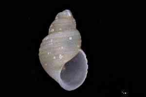  ( - ZMBN_157014_02)  @11 [ ] Creative Commons BY NC SA (2025) University of Bergen Natural History Collections