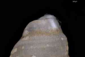  ( - ZMBN_157014_02)  @11 [ ] Creative Commons BY NC SA (2025) University of Bergen Natural History Collections