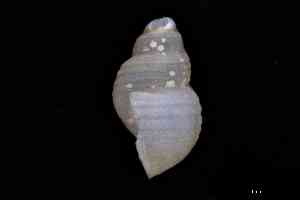  ( - ZMBN_157014_02)  @11 [ ] Creative Commons BY NC SA (2025) University of Bergen Natural History Collections