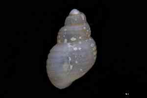  ( - ZMBN_157014_02)  @11 [ ] Creative Commons BY NC SA (2025) University of Bergen Natural History Collections