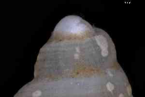  ( - ZMBN_157014_02)  @11 [ ] Creative Commons BY NC SA (2025) University of Bergen Natural History Collections