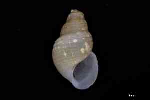  ( - ZMBN_157014_03)  @11 [ ] Creative Commons BY NC SA (2025) University of Bergen Natural History Collections