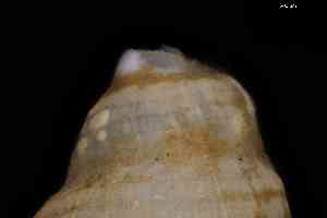  ( - ZMBN_157014_03)  @11 [ ] Creative Commons BY NC SA (2025) University of Bergen Natural History Collections