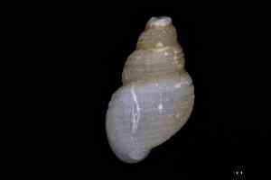  ( - ZMBN_157014_03)  @11 [ ] Creative Commons BY NC SA (2025) University of Bergen Natural History Collections