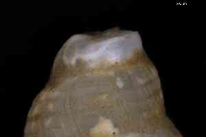  ( - ZMBN_157014_03)  @11 [ ] Creative Commons BY NC SA (2025) University of Bergen Natural History Collections