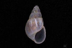  ( - ZMBN_157147)  @11 [ ] Creative Commons BY NC SA (2025) University of Bergen Natural History Collections