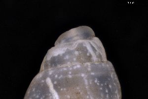  ( - ZMBN_157147)  @11 [ ] Creative Commons BY NC SA (2025) University of Bergen Natural History Collections