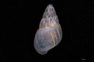  ( - ZMBN_157147)  @11 [ ] Creative Commons BY NC SA (2025) University of Bergen Natural History Collections