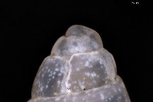  ( - ZMBN_157147)  @11 [ ] Creative Commons BY NC SA (2025) University of Bergen Natural History Collections