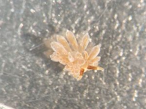  ( - 160743)  @11 [ ] Creative Commons BY NC SA (2025) University of Bergen Natural History Collections