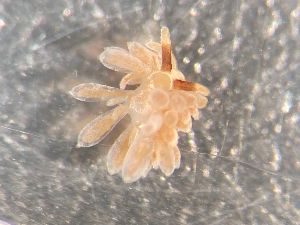  ( - 160743)  @11 [ ] Creative Commons BY NC SA (2025) University of Bergen Natural History Collections
