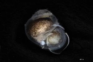  ( - 160761)  @11 [ ] Creative Commons BY NC SA (2025) University of Bergen Natural History Collections