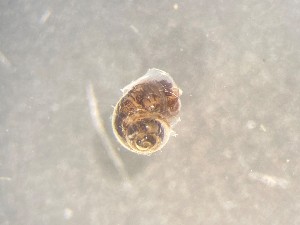  ( - 160761)  @11 [ ] Creative Commons BY NC SA (2025) University of Bergen Natural History Collections